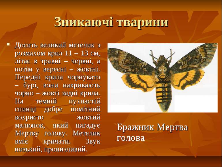Тварини червоної книги україни реферат скачать