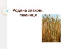 Родина злакові пшениця