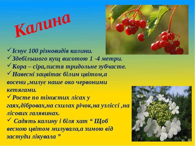 Картинки по запросу кквіткові символи україни