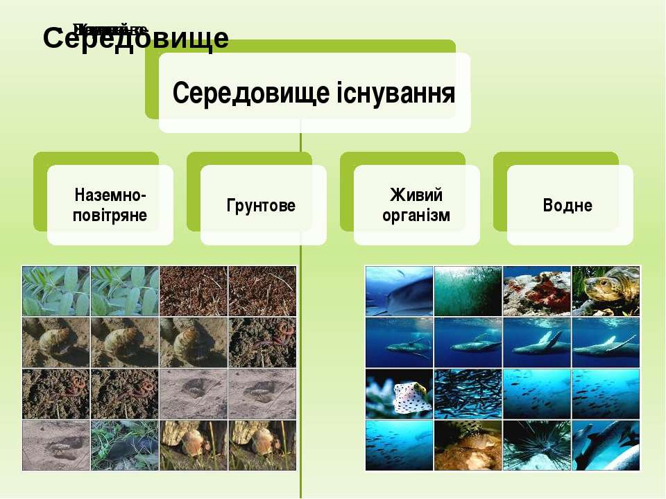 Урок-Презентация По Теме Строение Организмов Природоведение 5 Класс Бесплатно