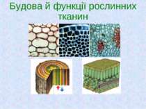 Будова й функції рослинних тканин