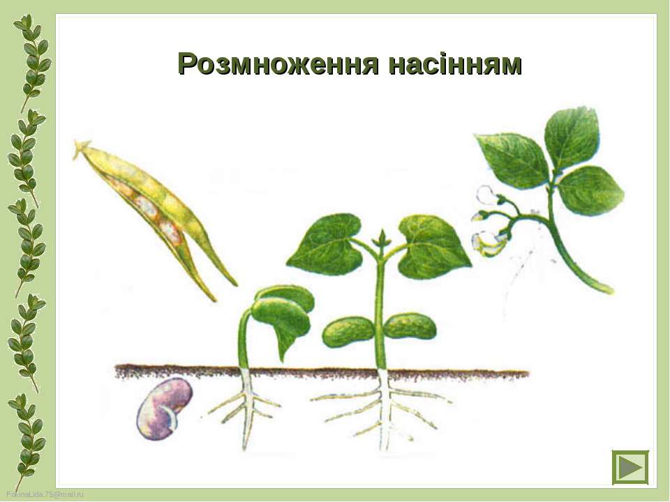 Урок Производство Потомства Растением Без Семян