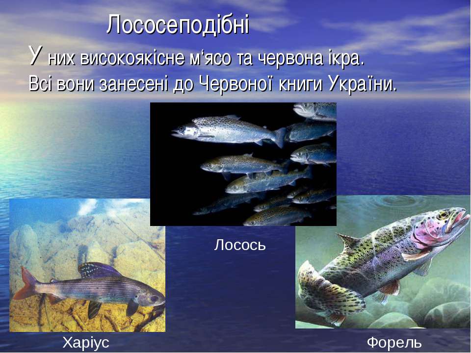 Рыбы Занесенные В Красную Книгу Казахстана