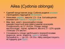 Айва (Cydonia oblonga) Єдиний представник роду Cydonia родини розових (троянд...