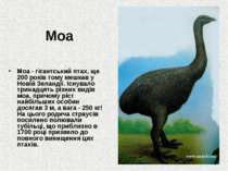 Моа Моа - гігантський птах, ще 200 років тому мешкав у Новій Зеландії. Існува...