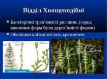 Відділ Хвощеподібні Багаторічні трав’янисті рослини, (серед викопних форм бул...