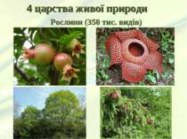 4 царства живої природи Рослини (350 тис. видів)