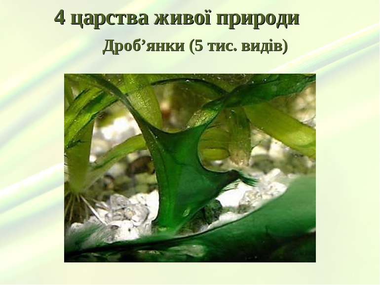 4 царства живої природи Дроб’янки (5 тис. видів)