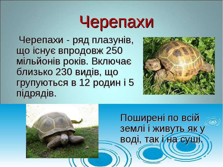 Черепахи - ряд плазунів, що існує впродовж 250 мільйонів років. Включає близь...