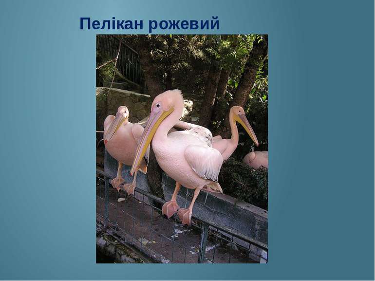 Пелікан рожевий