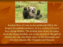 Kodiak Bear (Ursus arctos middendorffi) is the largest terrestrial carnivore....