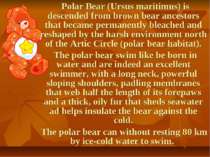 Polar Bear (Ursus maritimus) is descended from brown bear ancestors that beca...