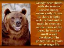 Grizzly bear climbs with the trees to unearth honey, swims easily.It uses its...