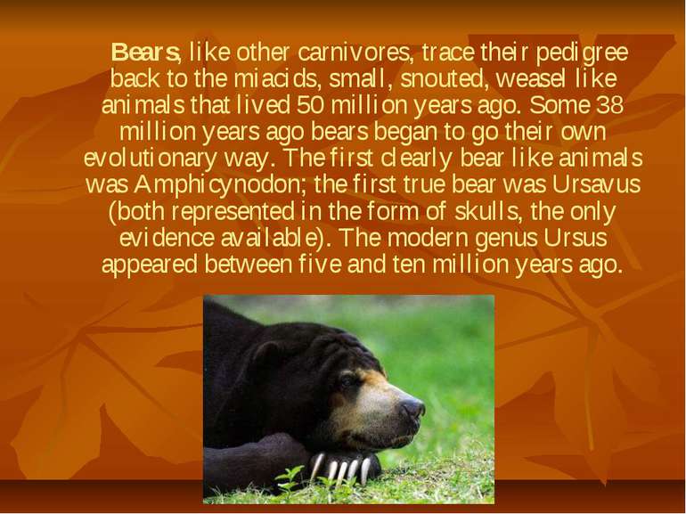 Bears, like other carnivores, trace their pedigree back to the miacids, small...