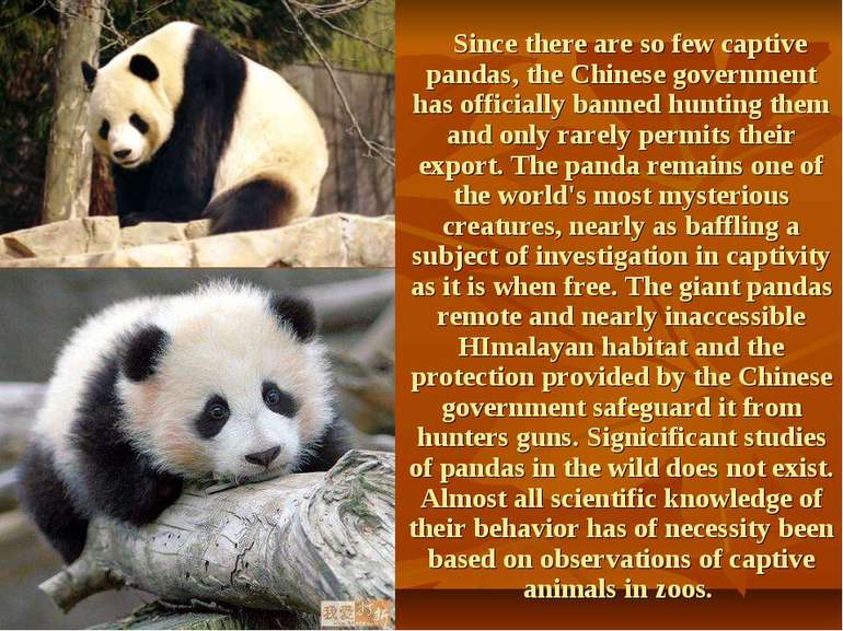 Since there are so few captive pandas, the Chinese government has officially ...