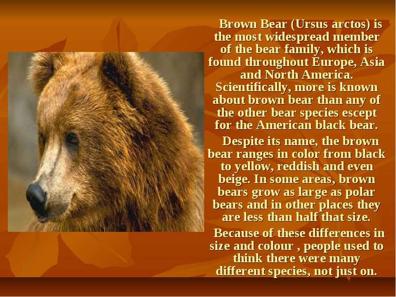 Brown Bear (Ursus arctos) is the most widespread member of the bear family, w...
