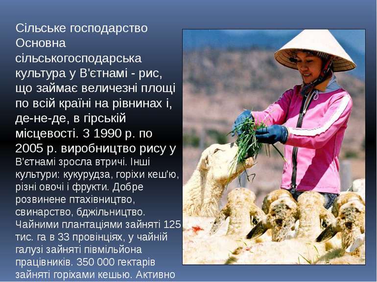 Сільське господарство Основна сільськогосподарська культура у В'єтнамі - рис,...