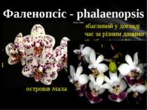 Фаленопсіс - phalaenopsis Найбільш популярний і невибагливий у догляді вид ро...