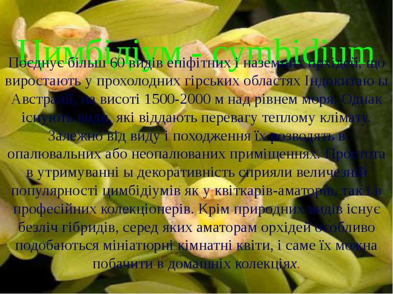 Цимбідіум - cymbidium Поєднує більш 60 видів епіфітних і наземних орхідей, що...