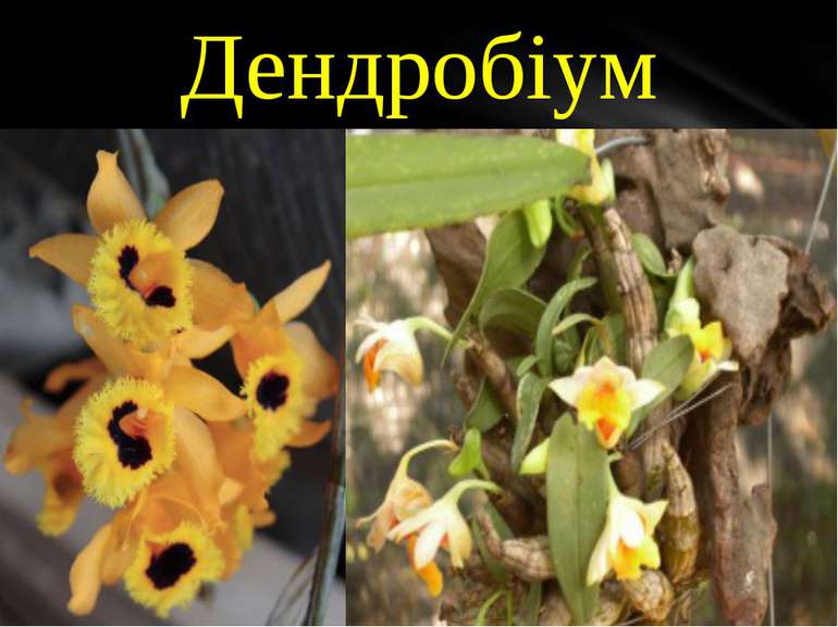 Dendrobium – один з найбільш багатих видами рід орхідних, нараховує за різним...