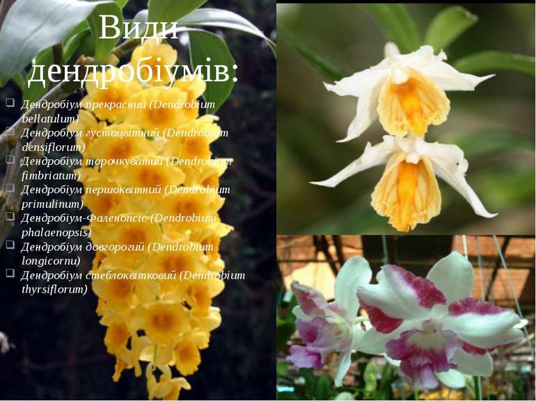 Дендробіум прекрасний (Dendrobium bellatulum) Дендробіум густоцвітний (Dendro...