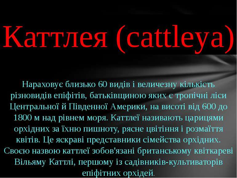 Каттлея (cattleya) Нараховує близько 60 видів і величезну кількість різновиді...