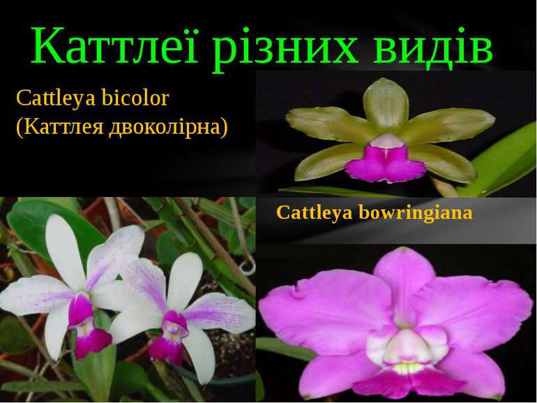 Каттлеї різних видів Cattleya violacea Cattleya bowringiana Cattleya bicolor ...