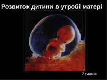 7 тижнів Розвиток дитини в утробі матері