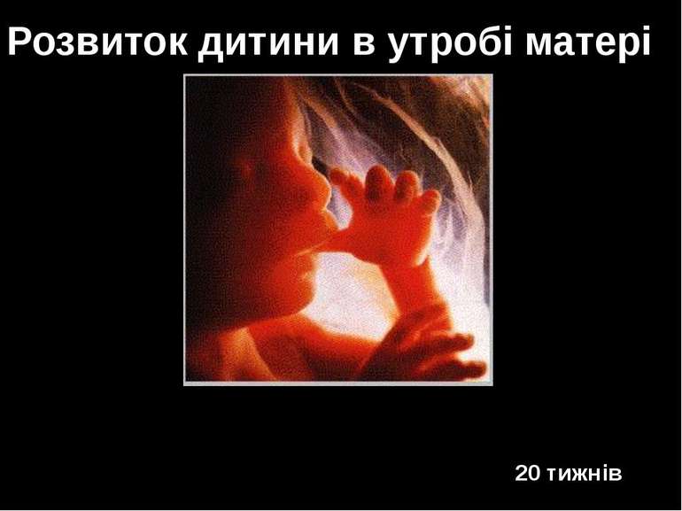 20 тижнів Розвиток дитини в утробі матері