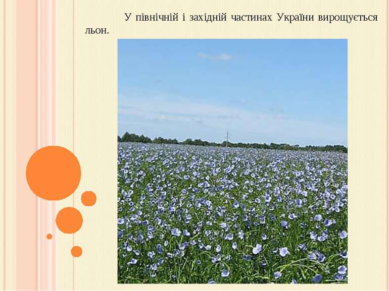 У північній і західній частинах України вирощується льон.