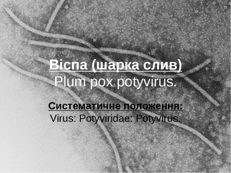Віспа (шарка слив) Plum pox potyvirus. Систематичне положення: Virus: Potyvir...