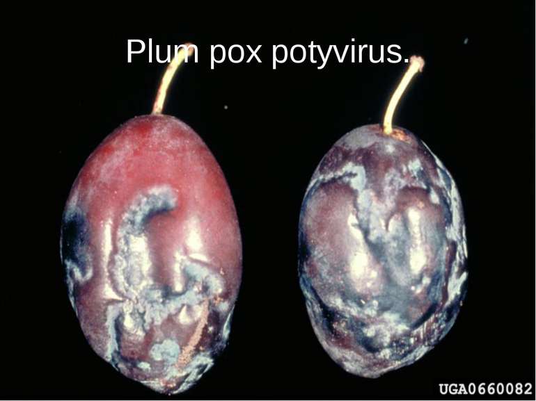 Plum pox potyvirus.