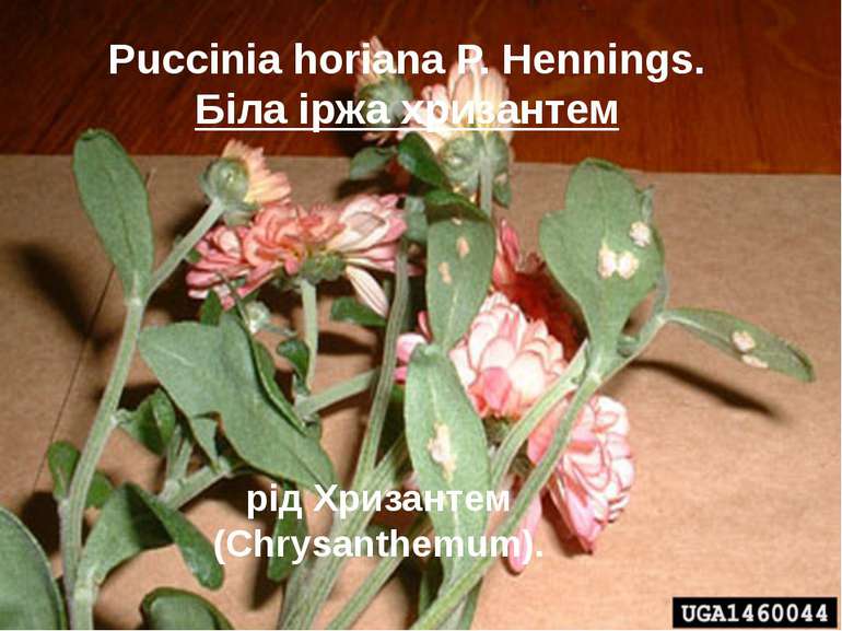 Puccinia horiana P. Hennings. Біла іржа хризантем рід Хризантем (Chrysanthemum).
