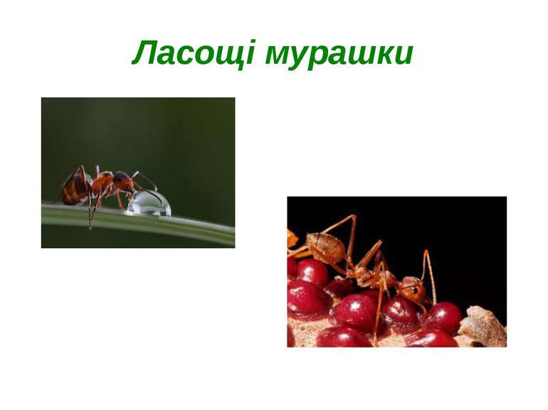 Ласощі мурашки