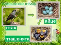 РОЗМНОЖЕННЯ ПТАХІВ яйце пташенята птах Навесні настає важливий період у житті...