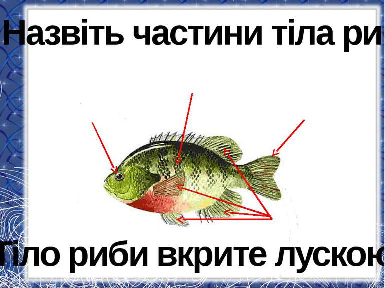 голова тулуб хвіст плавці Назвіть частини тіла риб. Тіло риби вкрите лускою.