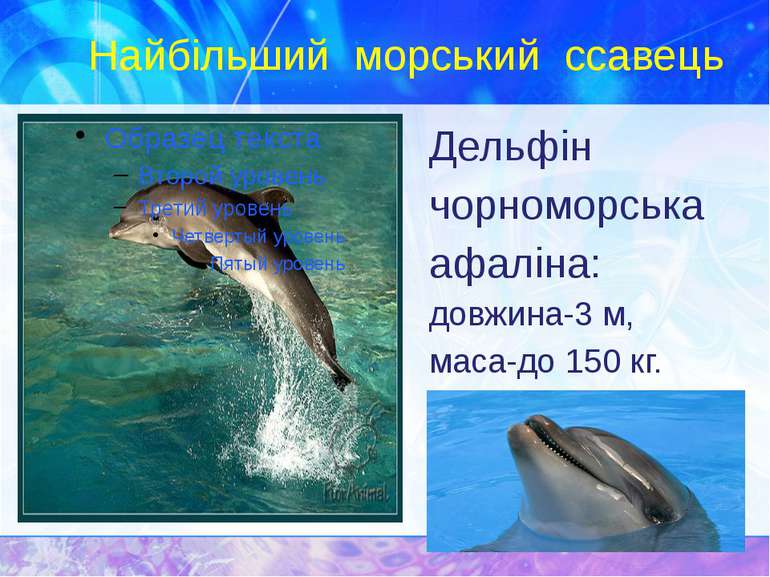 Найбільший морський ссавець Дельфін чорноморська афаліна: довжина-3 м, маса-д...