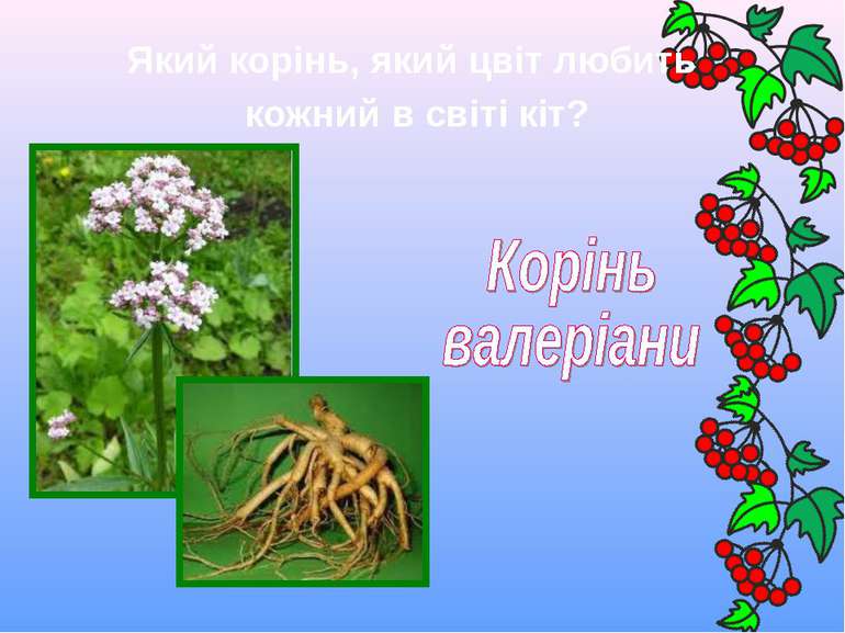 Який корінь, який цвіт любить кожний в світі кіт?