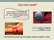 Що таке кров? Кров приносить до всіх органів людини поживні речовини і кисень