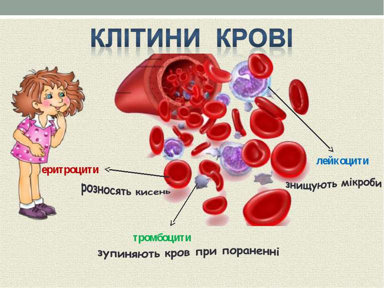 еритроцити лейкоцити тромбоцити