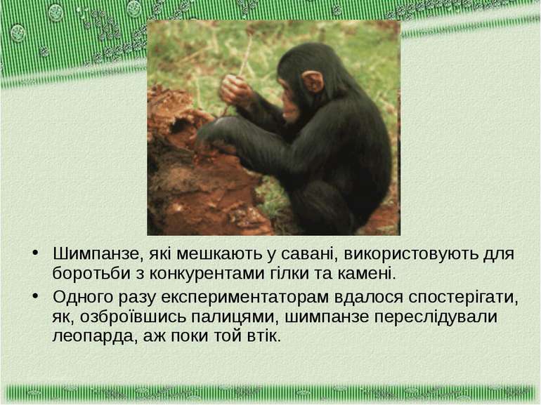 Шимпанзе, які мешкають у савані, використовують для боротьби з конкурентами г...