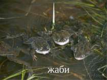 жаби