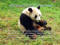 Загальна характеристика Велика панда (лат. Ailuropoda melanoleuca - «чорно-бі...