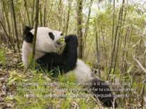 Товста шерсть забезпечує тепло панді в її холодних лісах. Велика панда має ве...