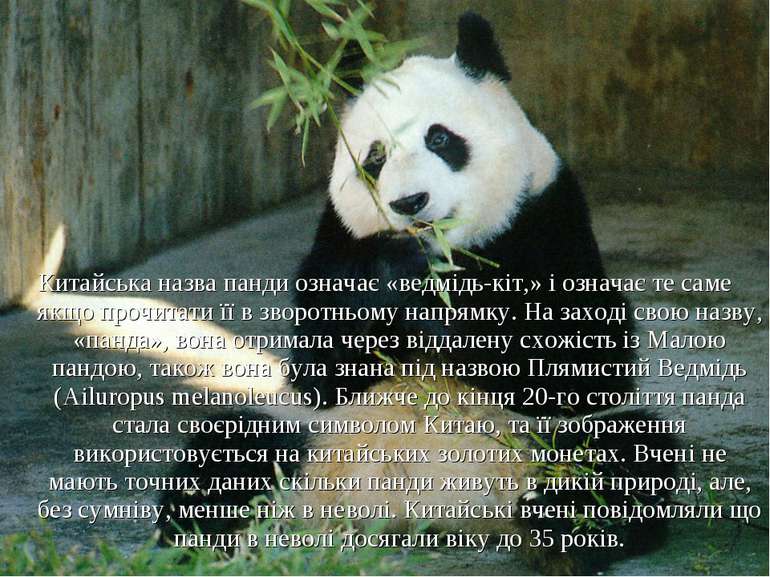 Китайська назва панди означає «ведмідь-кіт,» і означає те саме якщо прочитати...
