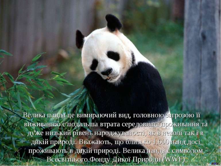 Велика панда це вимираючий вид, головною загрозою її виживанню є подальша втр...