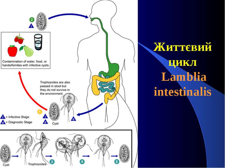 Життєвий цикл Lamblia intestinalis