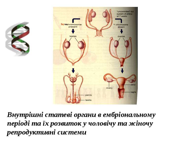 Внутрішні статеві органи в ембріональному періоді та їх розвиток у чоловічу т...