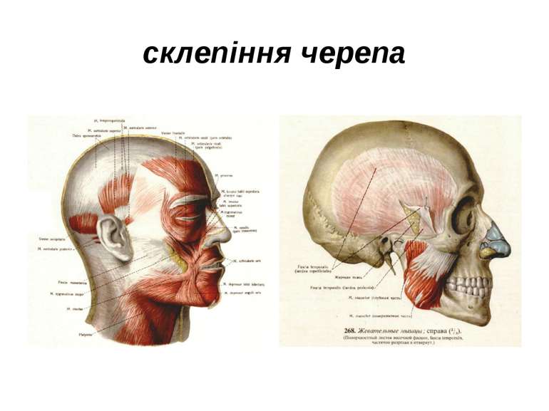 склепіння черепа