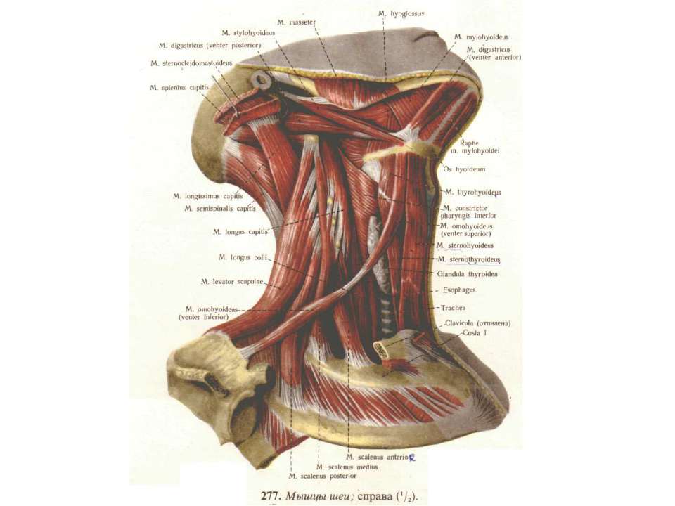 Лестничные мышцы анатомия. Передняя лестничная мышца анатомия. Лестничные мышцы шеи анатомия. Передняя лестничная мышца латынь. Лестнично подъязычная мышца.